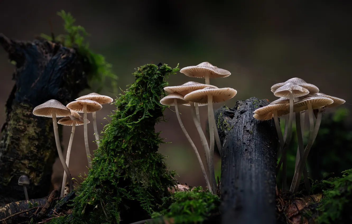 Photo wallpaper forest, mushrooms, moss