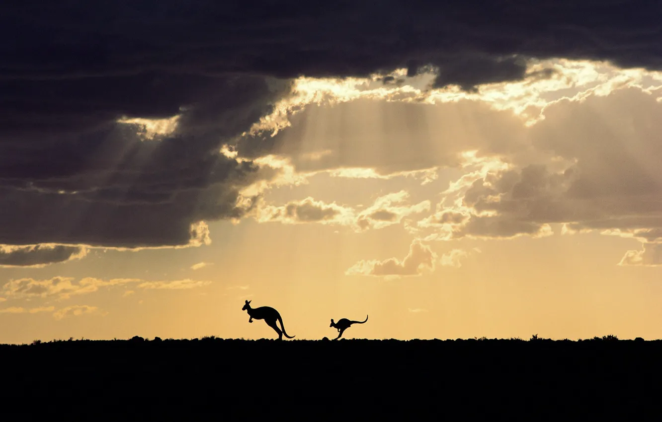 Photo wallpaper clouds, nature, silhouette, Australia, kangaroo, Sturt National Park