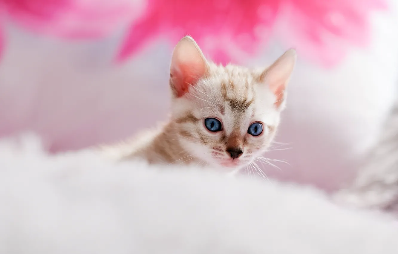 Photo wallpaper cat, kitty, bed, portrait, muzzle, pillow, fur, blue eyes