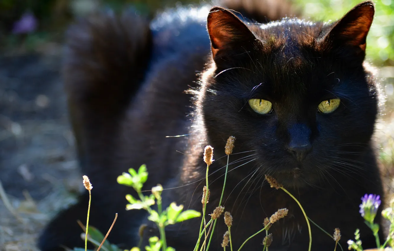 Photo wallpaper cat, summer, cat, look, face, black, lies, green eyes