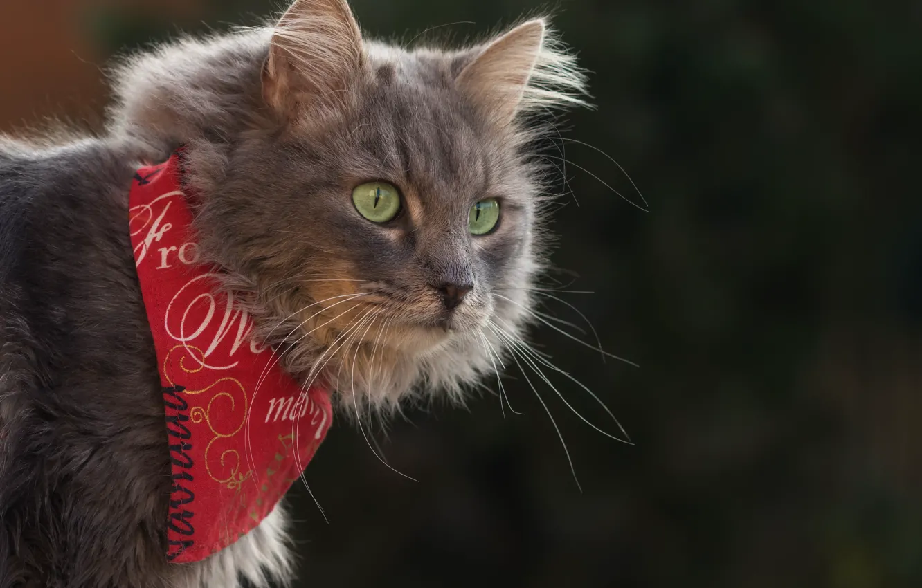 Photo wallpaper cat, cat, look, background, portrait, bandana