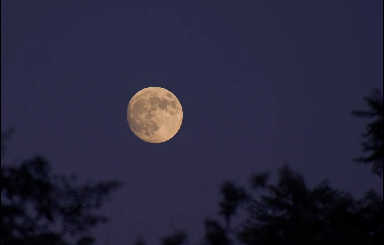 Photo wallpaper the sky, night, branches, nature, the moon, the full moon