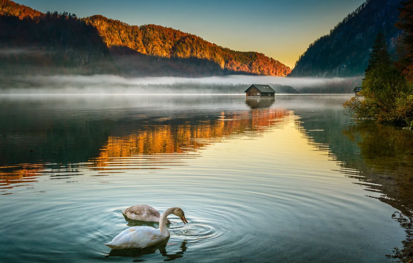 Photo wallpaper forest, light, mountains, fog, lake, reflection, bird, shore