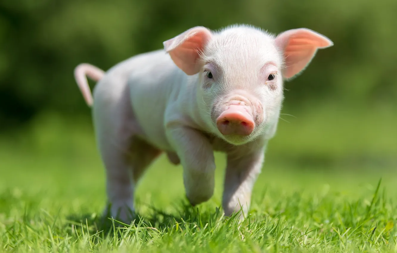 Photo wallpaper nature, pig, pig, pig, pig