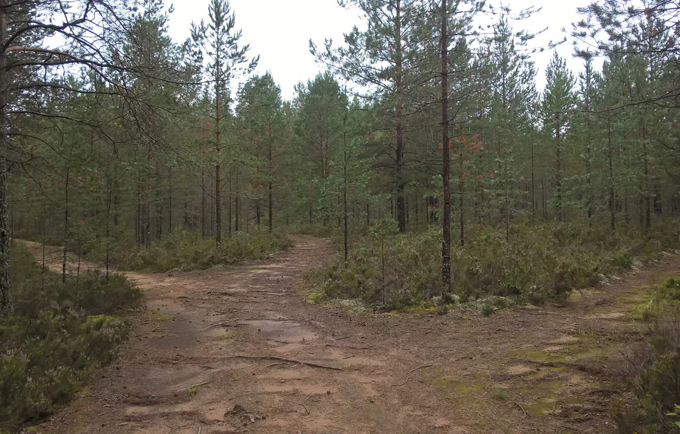 Photo wallpaper road, forest, summer, nature, pine