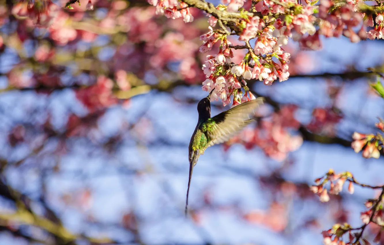 Photo wallpaper light, flight, flowers, bird, branch, spring, Sakura, Hummingbird