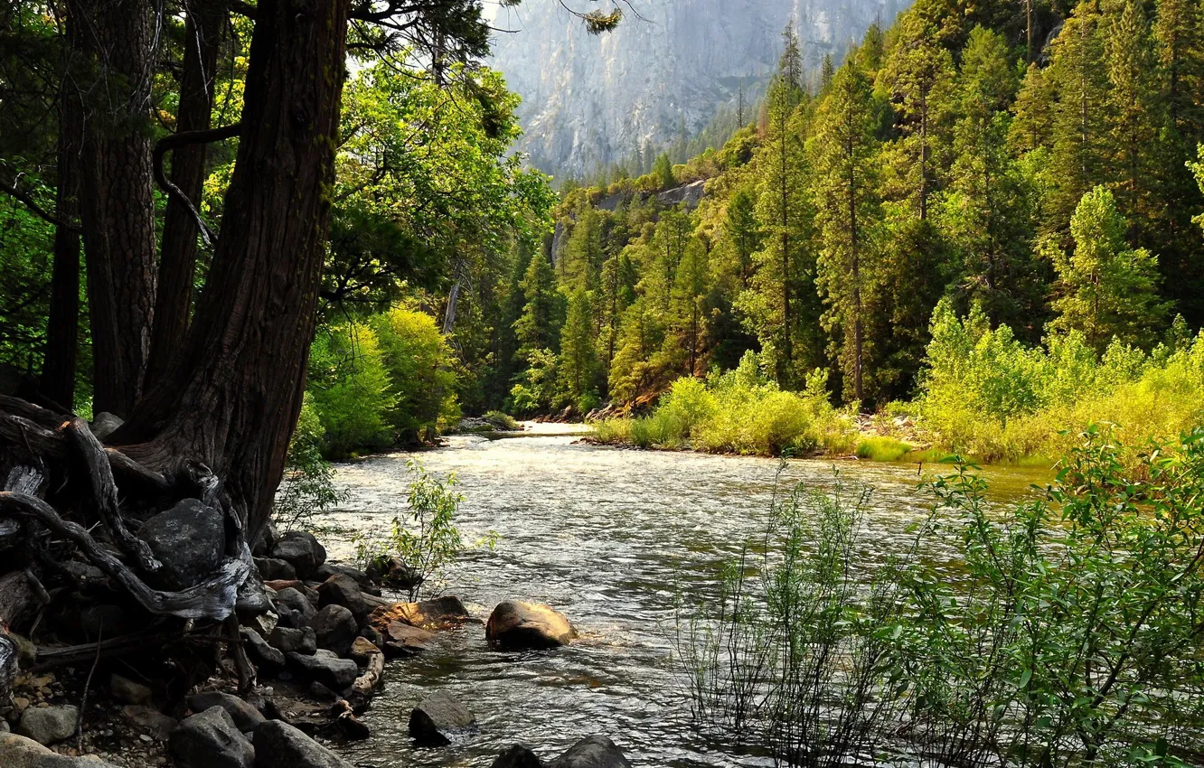 Photo wallpaper forest, stones, river