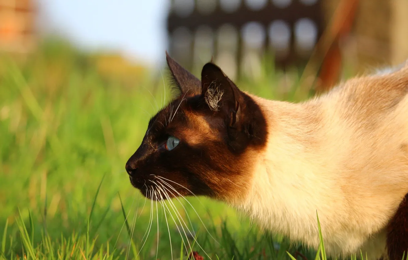 Photo wallpaper nature, blurred background, Siamese cat