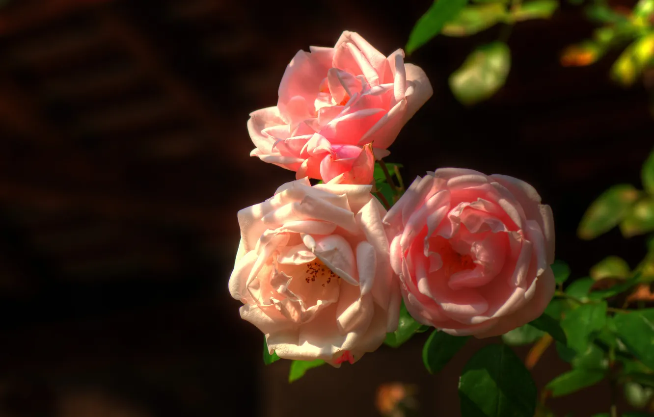 Photo wallpaper leaves, light, flowers, the dark background, roses, shadow, garden, pink