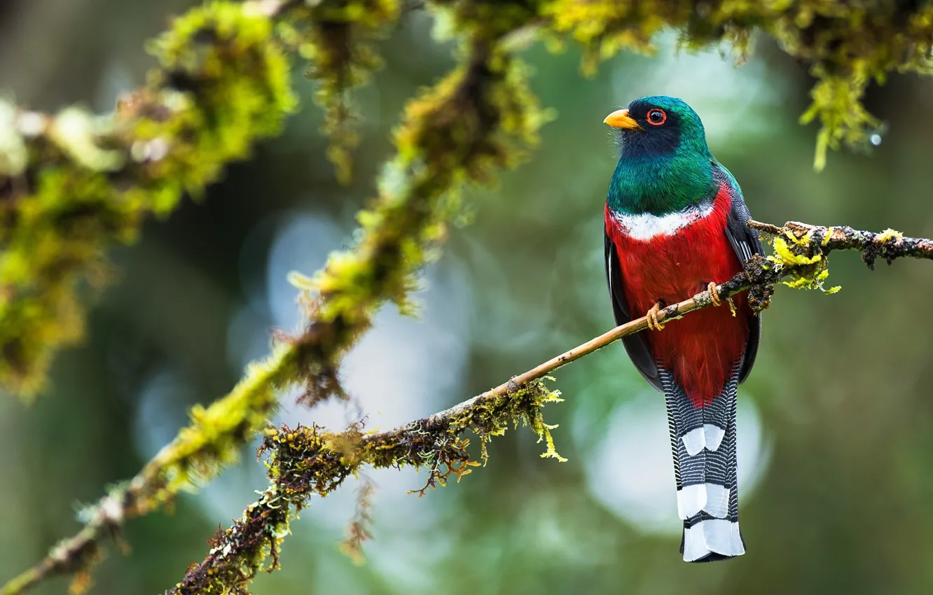 Photo wallpaper branches, bird, bright, exotic