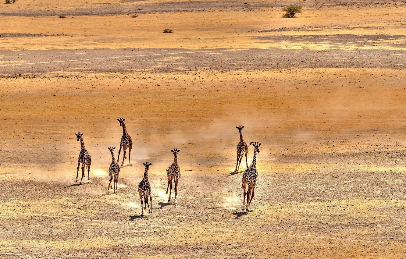 Photo wallpaper nature, background, giraffe