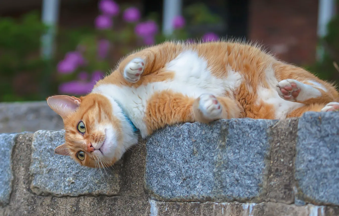 Photo wallpaper cat, nature, pose, stones, animal, Antonina Janowska