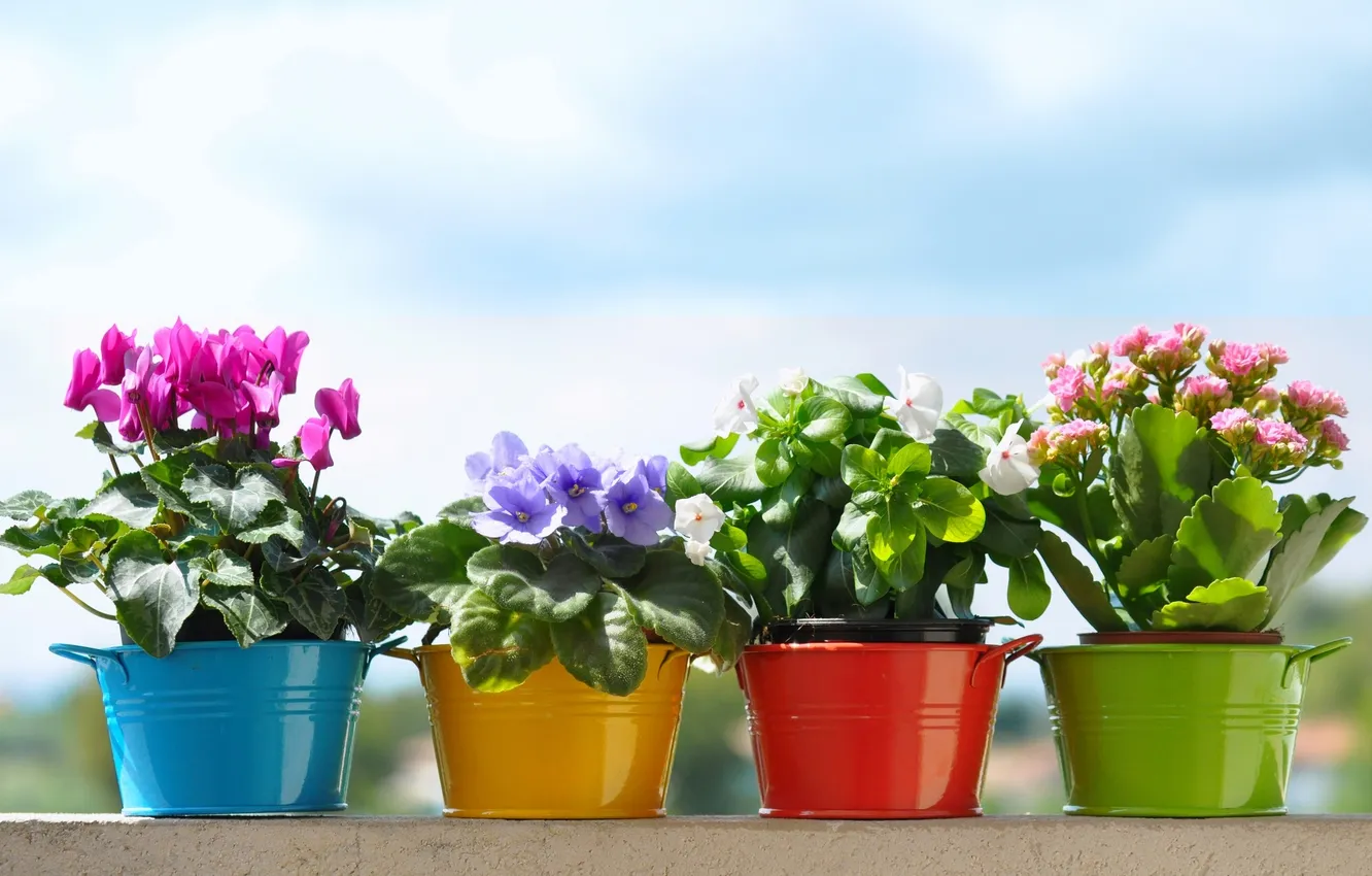 Photo wallpaper violet, cyclamen, Kalanchoe, Balsam
