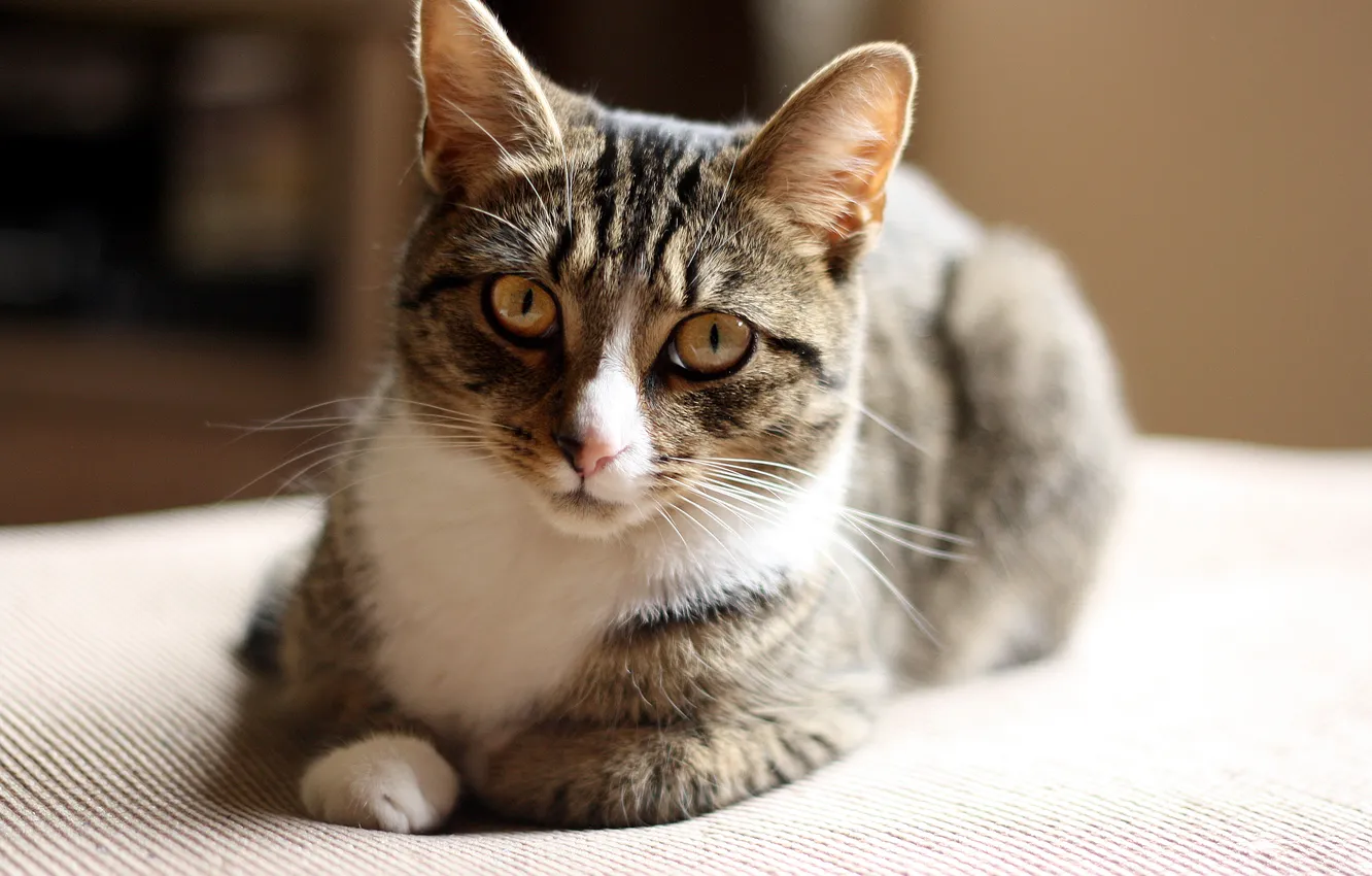 Photo wallpaper cat, eyes, wool, face