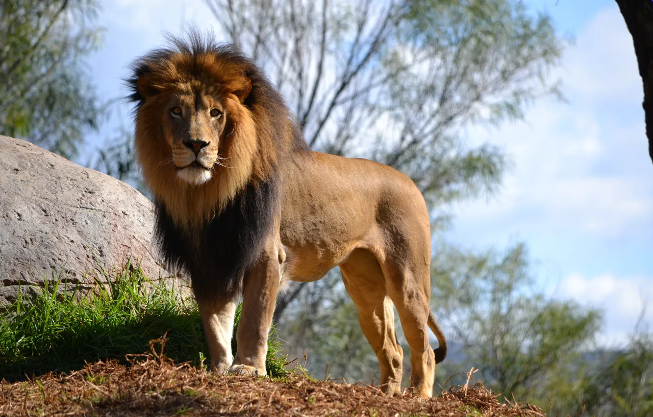 Photo wallpaper look, nature, Leo