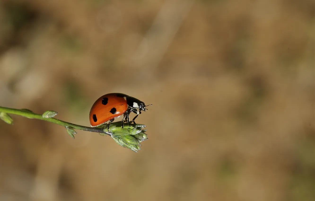Photo wallpaper macro, background, ladybug, beetle, a blade of grass, razmytost