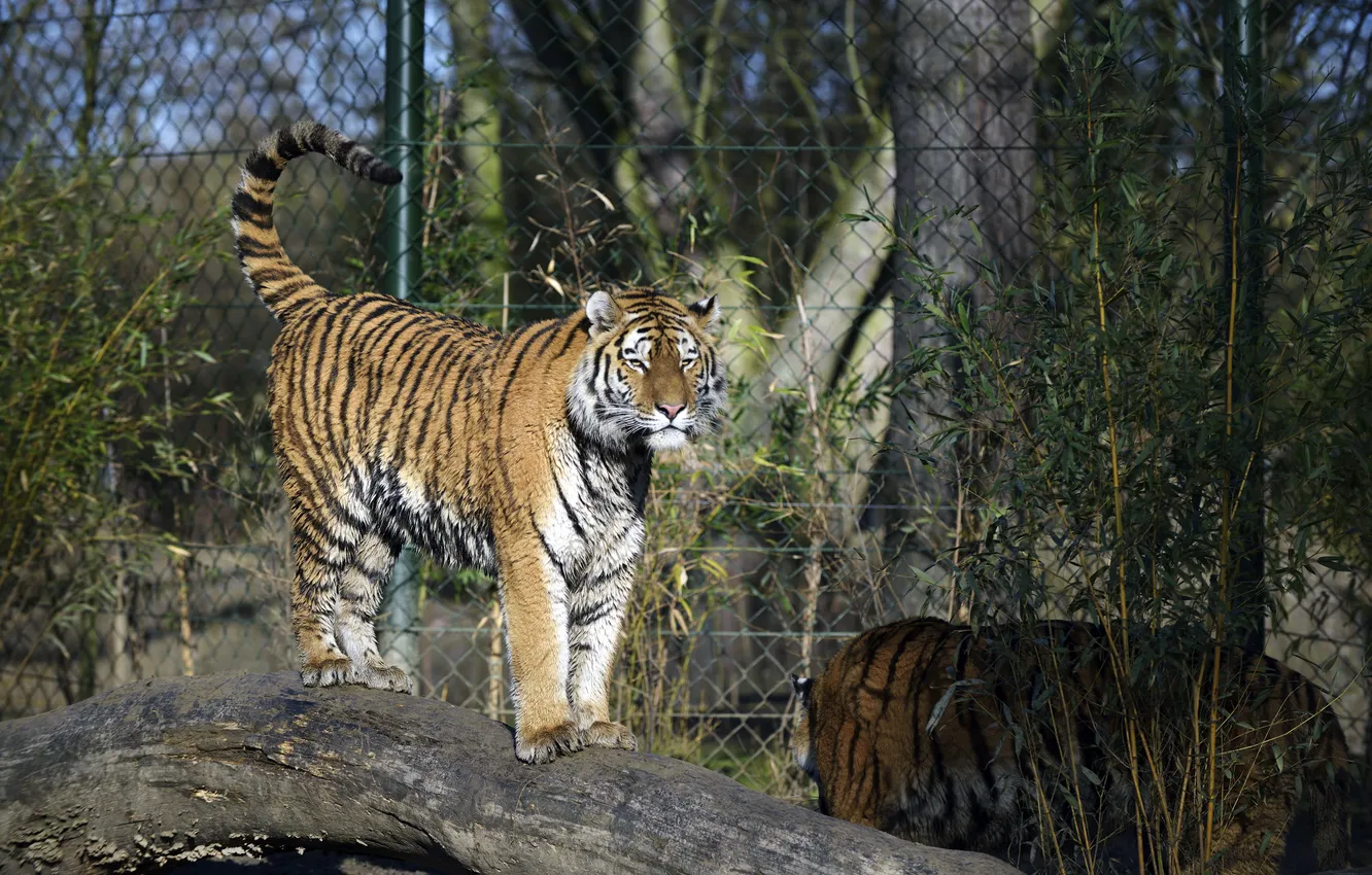 Photo wallpaper cat, tiger, log, the bushes, Amur
