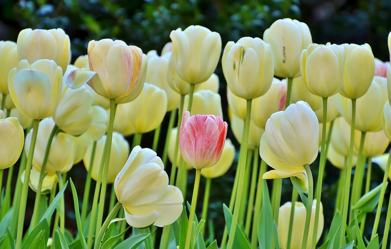 Photo wallpaper spring, tulips, buds