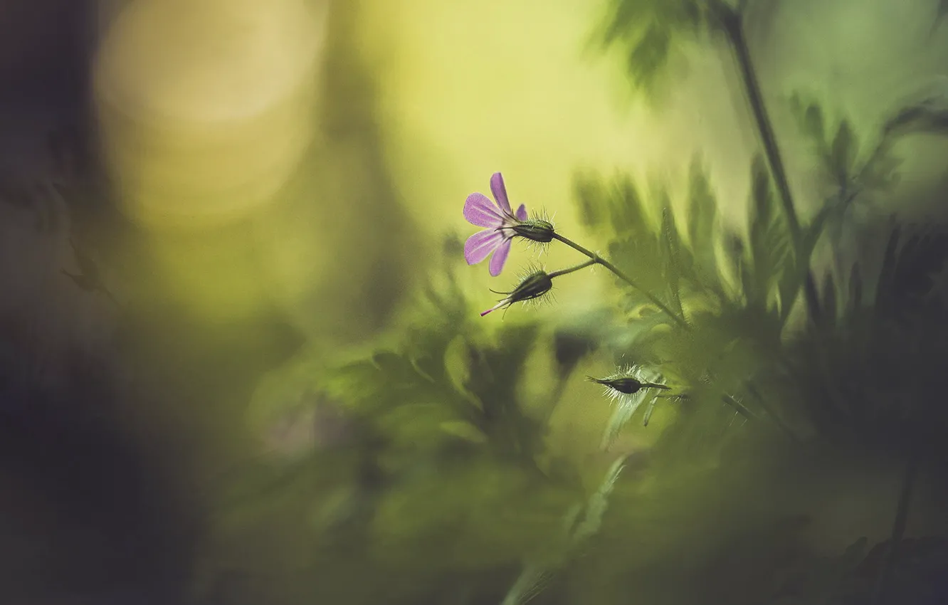 Photo wallpaper flower, macro, blur