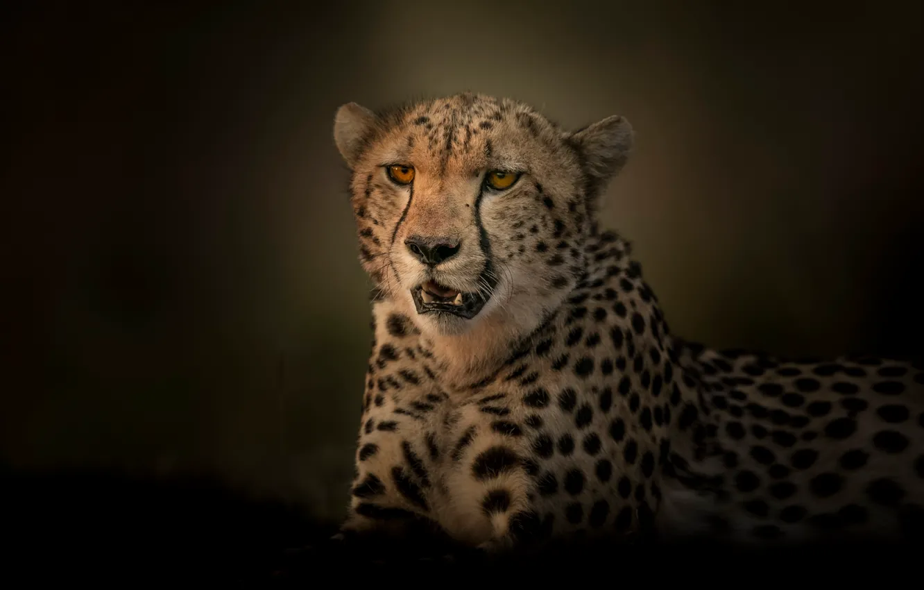 Photo wallpaper background, portrait, predator, Cheetah, wild cat