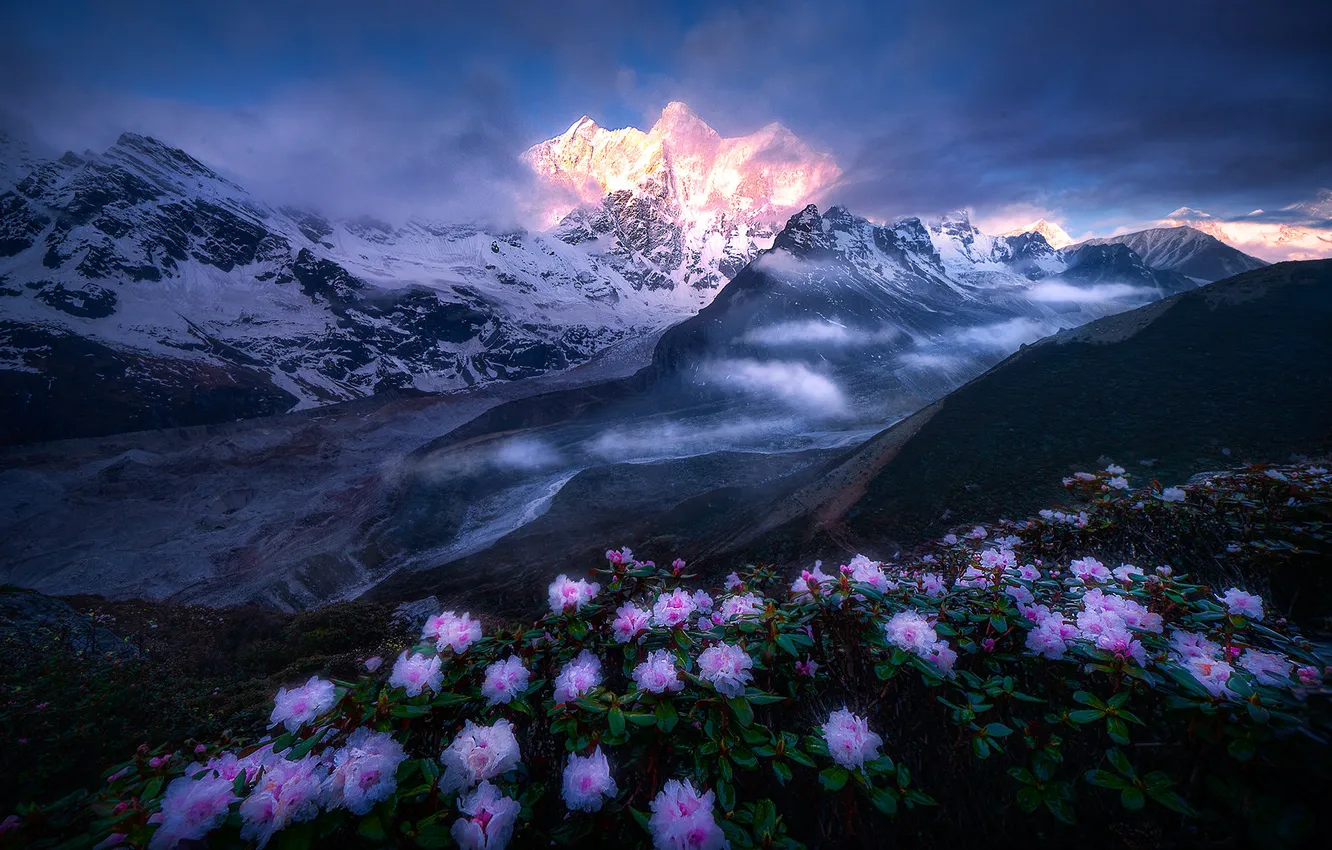 Photo wallpaper flowers, mountains, Azalea, rhododendrons