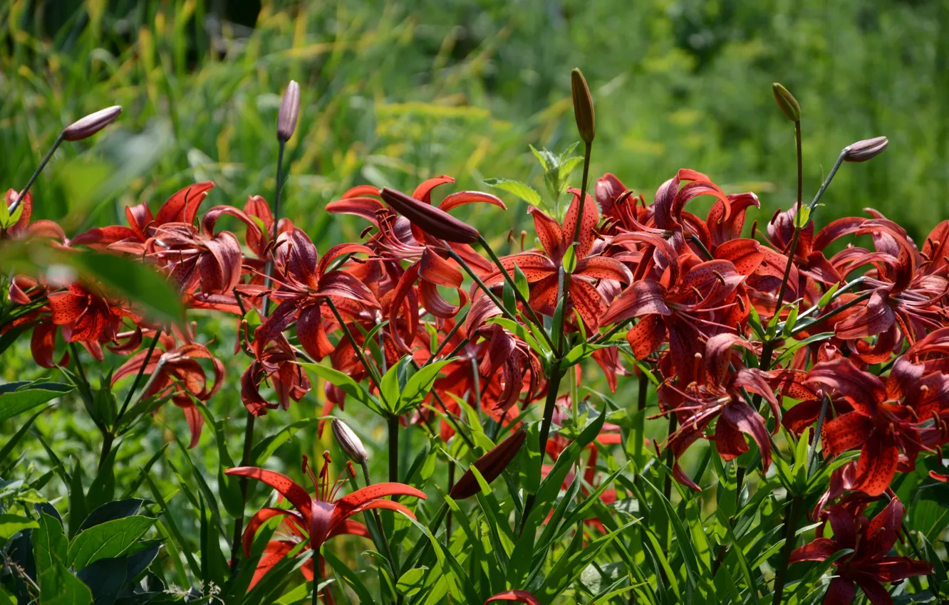 Photo wallpaper greens, summer, flowers, nature, Lily, cottage