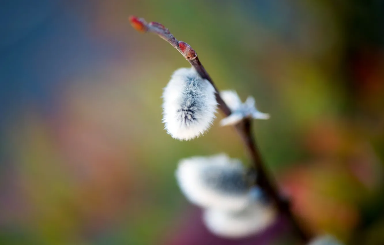 Photo wallpaper macro, branches, background, bright, spring, pussy, kidney, Verba