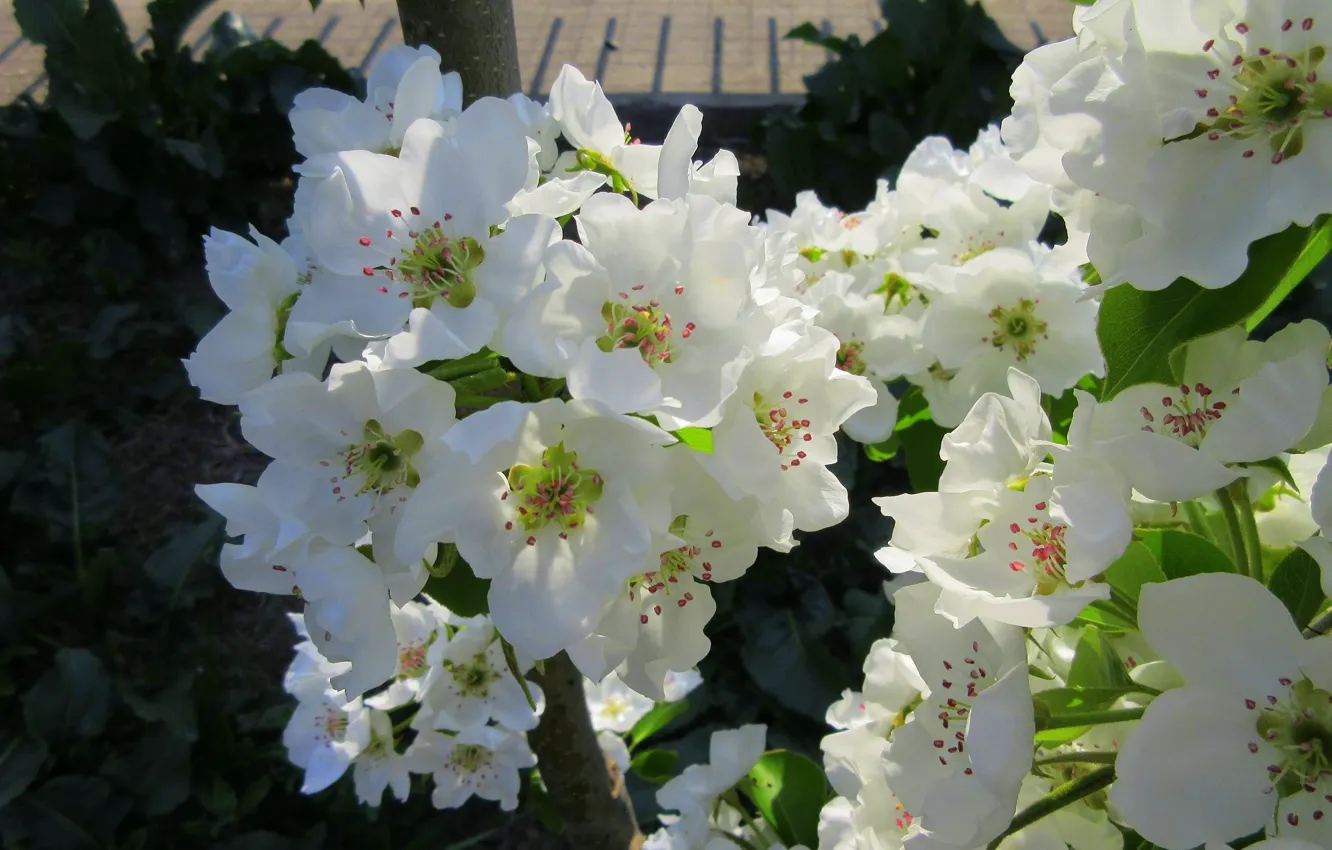 Photo wallpaper spring 2018, Meduzanol ©, flowering pear