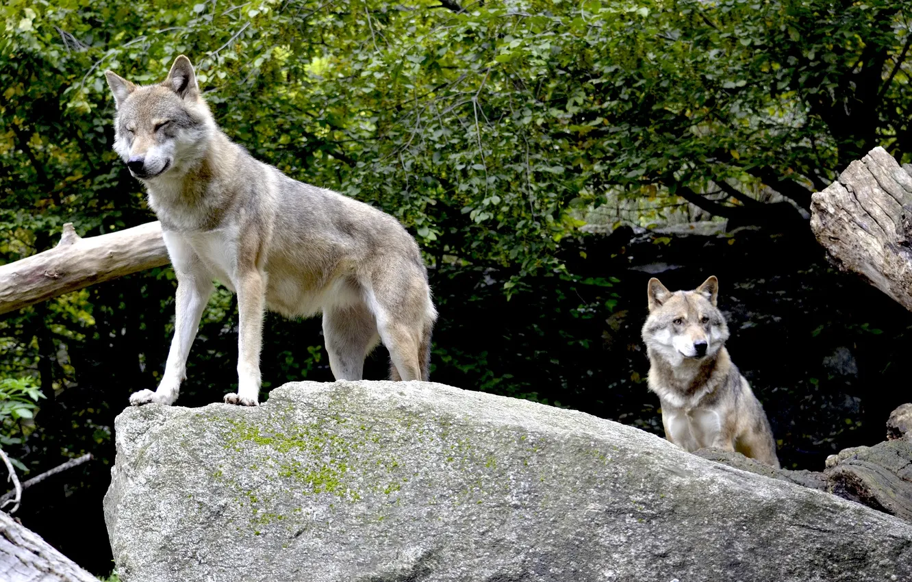 Photo wallpaper nature, snow, predator, face, animal, wolf, wolves, wildlife