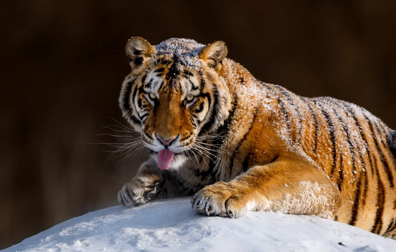 Photo wallpaper language, look, snow, tiger, wild cat, Nikolai Mozgunov