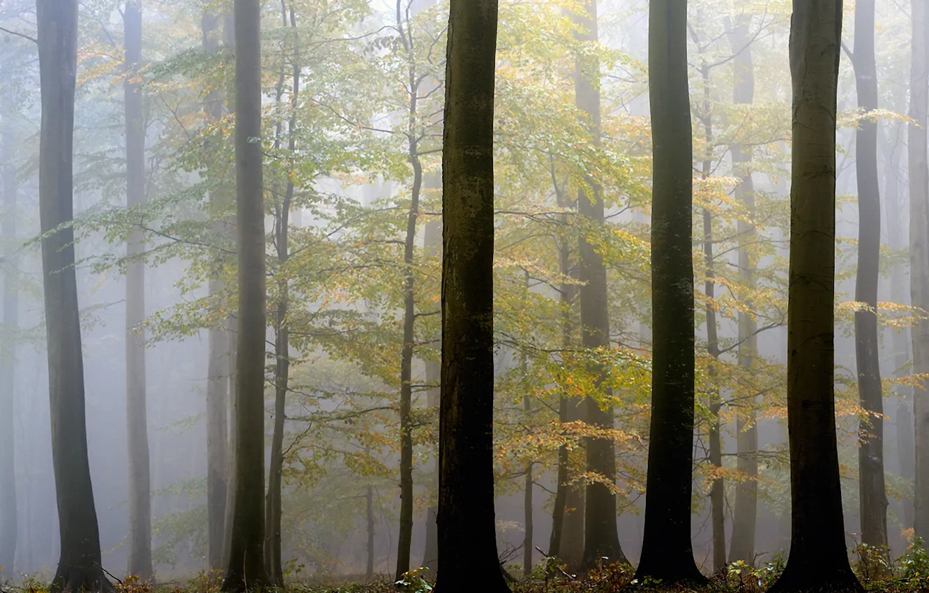 Photo wallpaper autumn, trees, fog