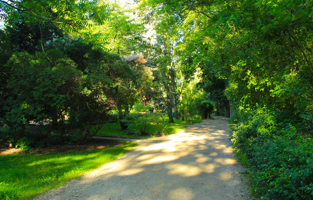 Photo wallpaper trees, park, alley