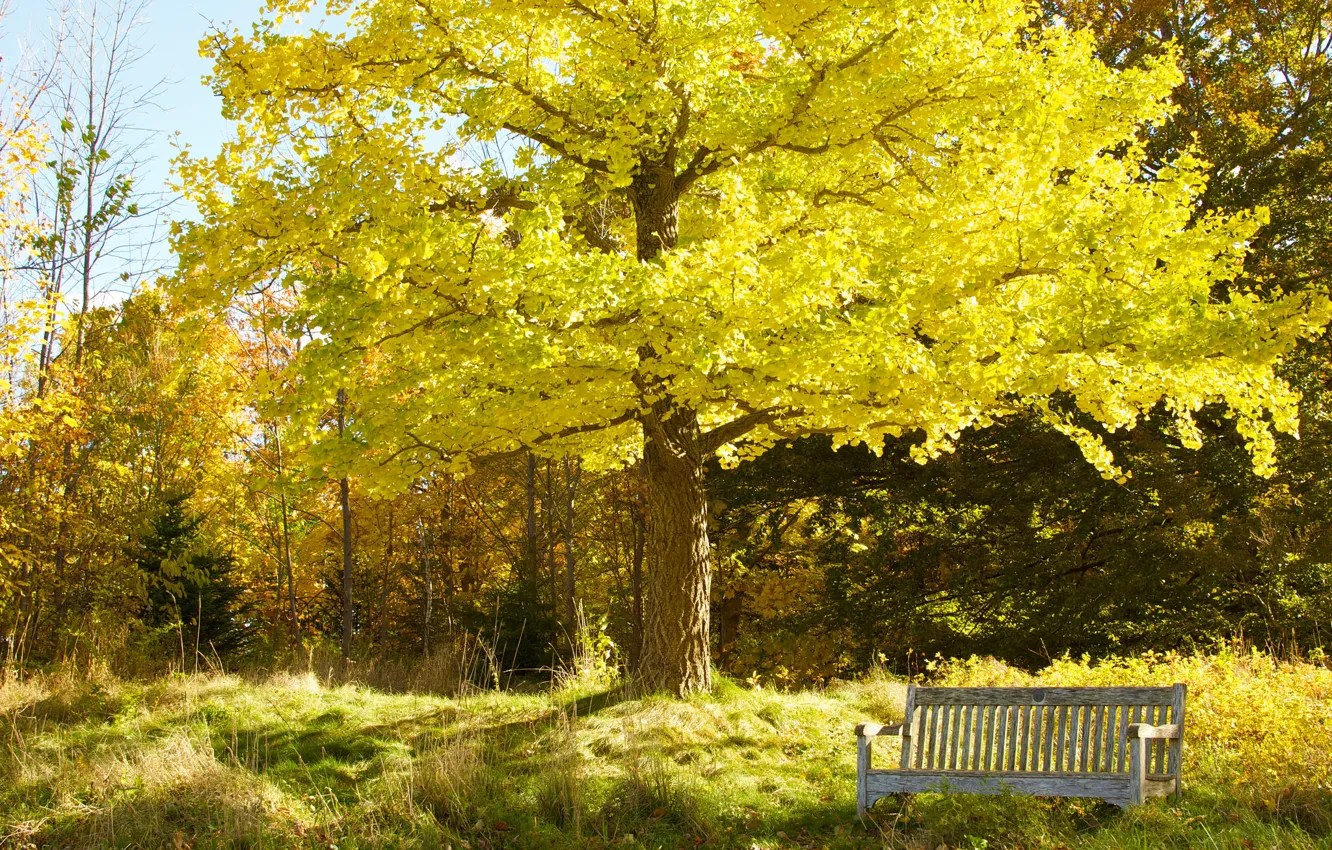 Photo wallpaper autumn, the sky, trees, Park, garden, bench