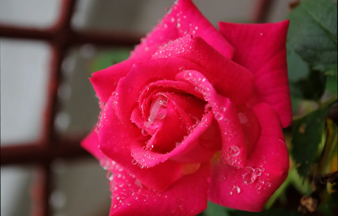 Photo wallpaper drops, roses, drops, Pink rose