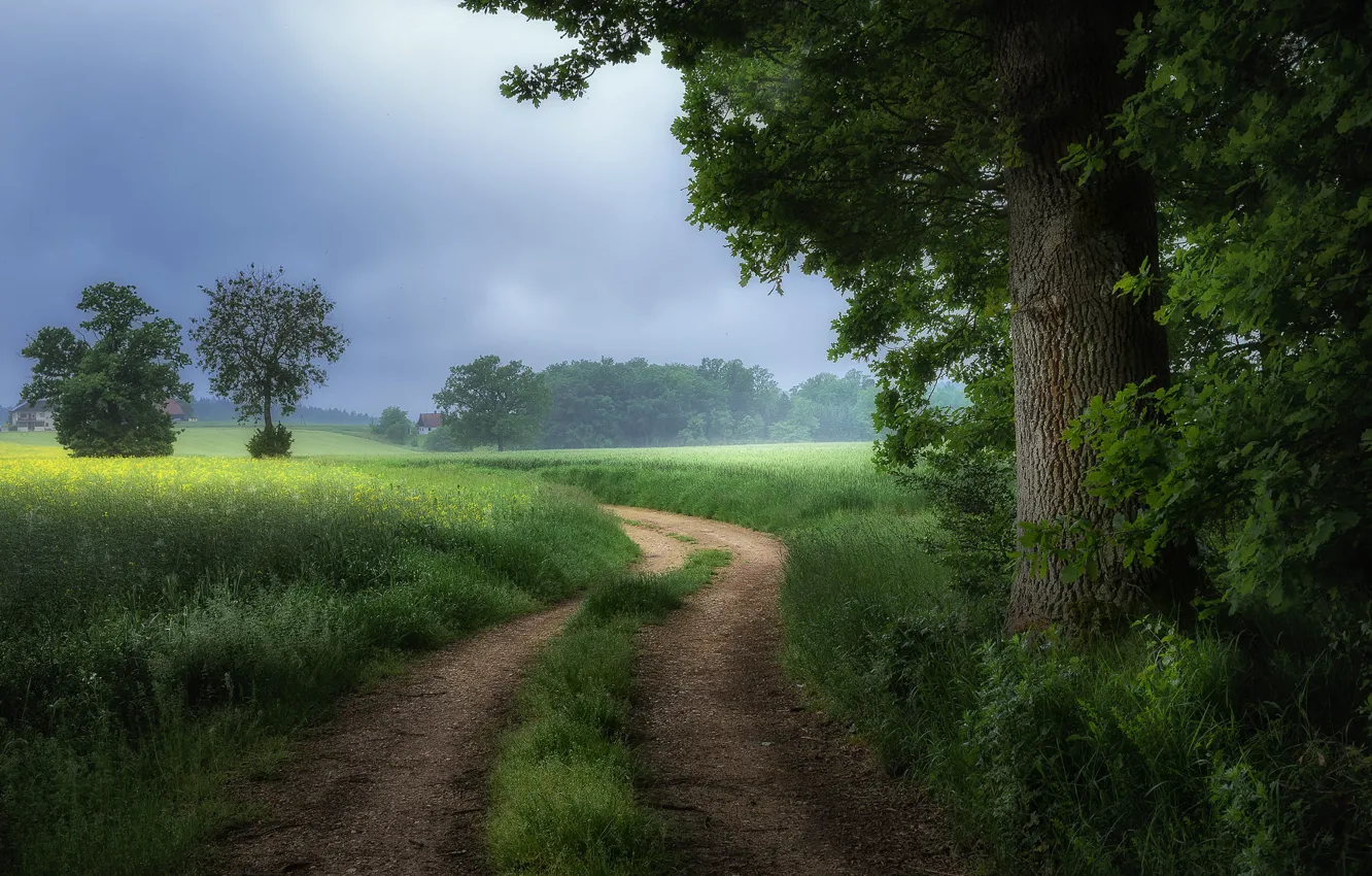 Photo wallpaper road, greens, field, summer, grass, tree, foliage, dal