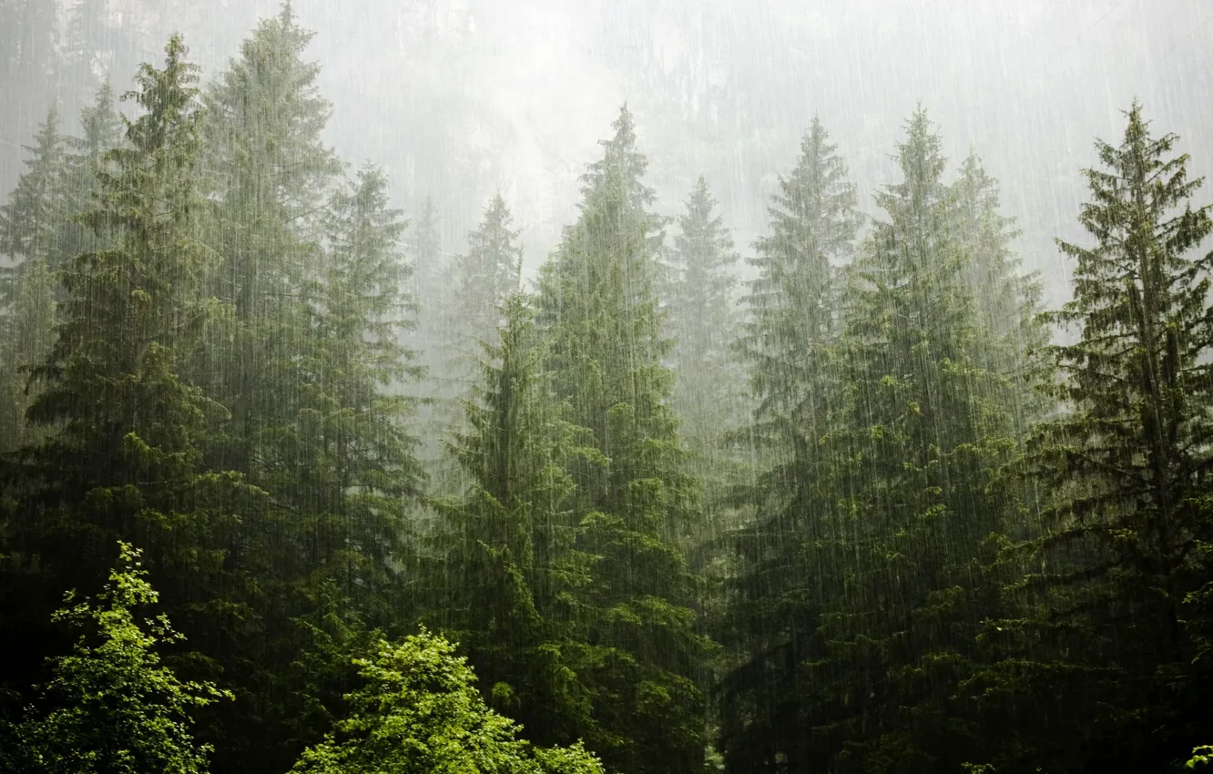 Photo wallpaper forest, trees, nature, rain