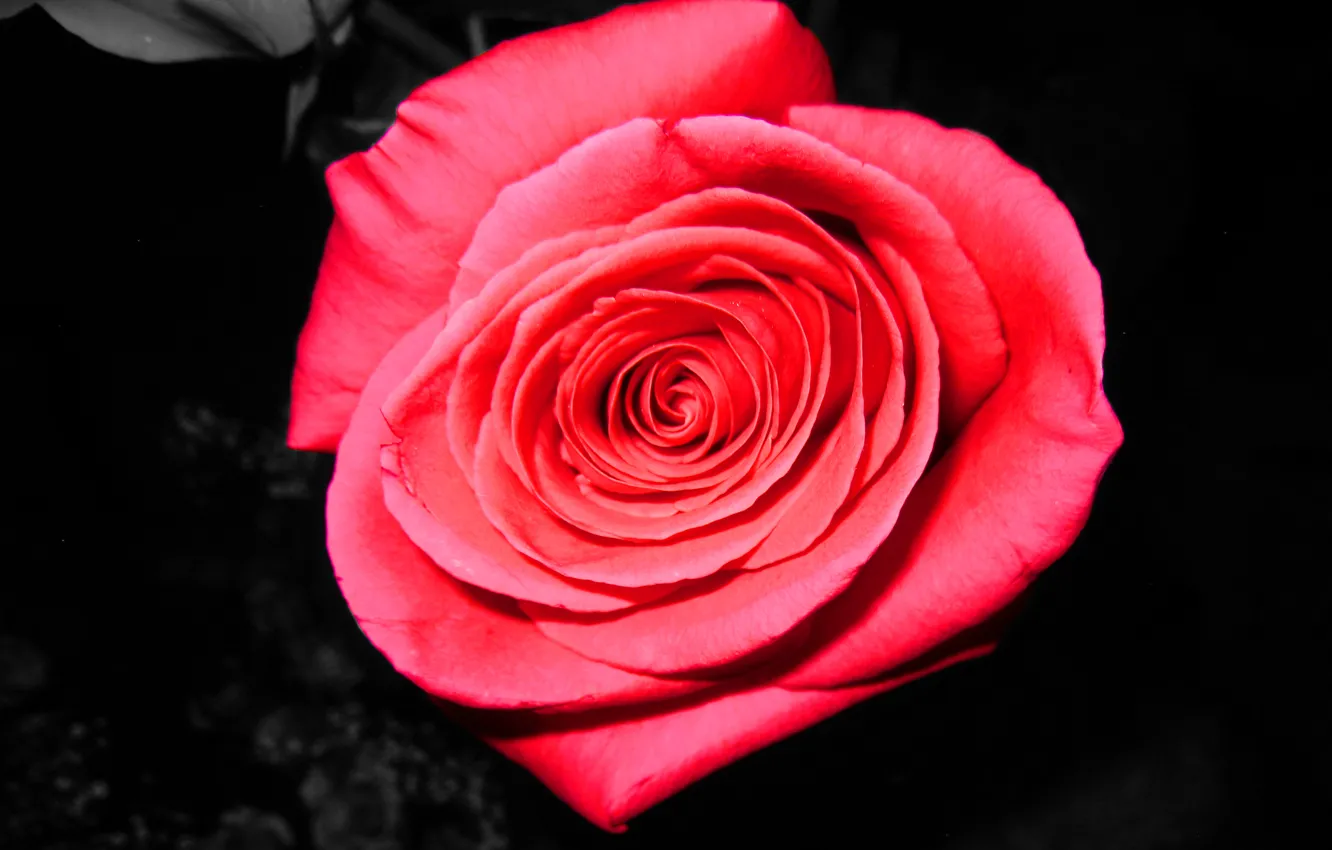 Photo wallpaper flowers, roses, pink, rose, beautiful, flower, pink, beautiful