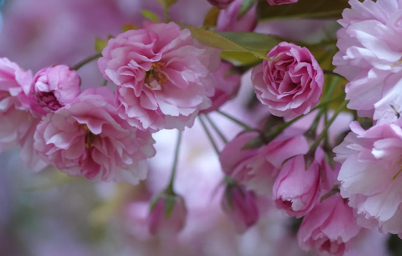 Photo wallpaper macro, cherry, Sakura, flowering, flowers