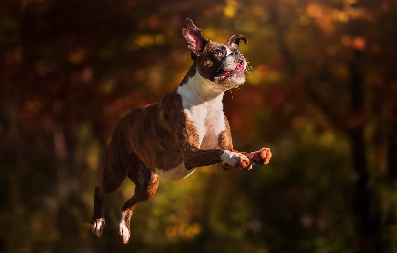 Photo wallpaper each, jump, dog