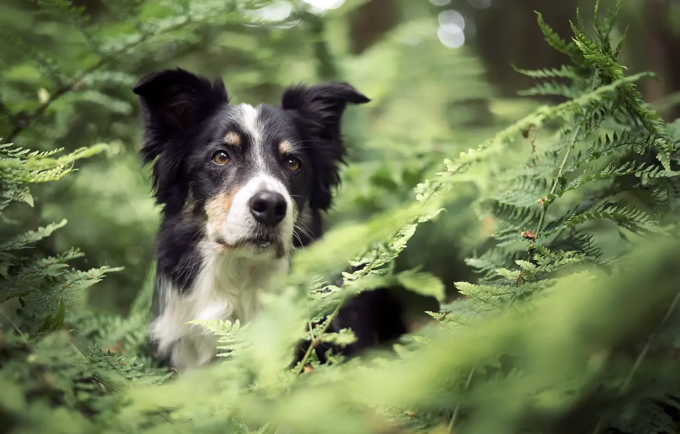 Photo wallpaper greens, each, dog