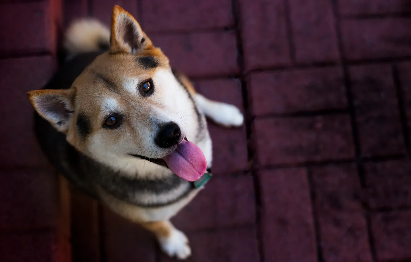 Photo wallpaper look, each, dog