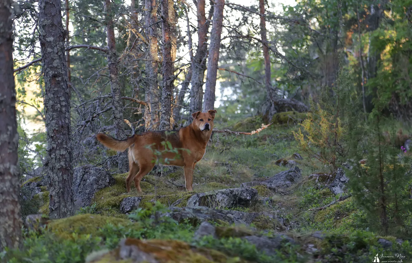 Photo wallpaper landscape, nature, dog