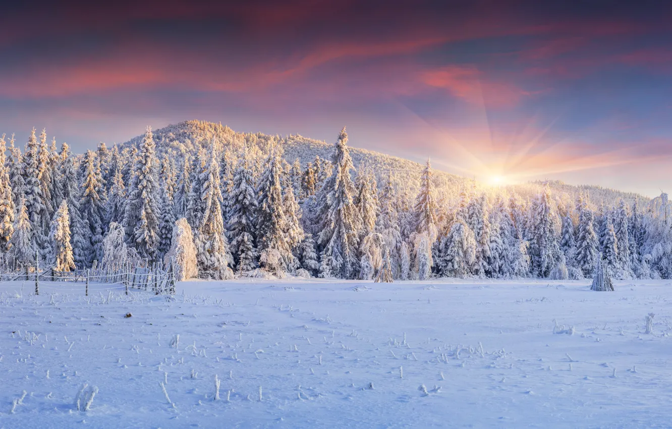 Photo wallpaper winter, snow, tree, landscape, winter, snow