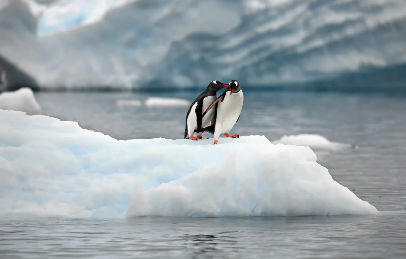 Photo wallpaper nature, the ocean, penguins, ice, floe, a couple, Alexander Perov