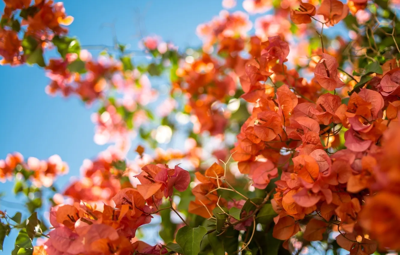 Photo wallpaper leaves, orange, bougainvillea