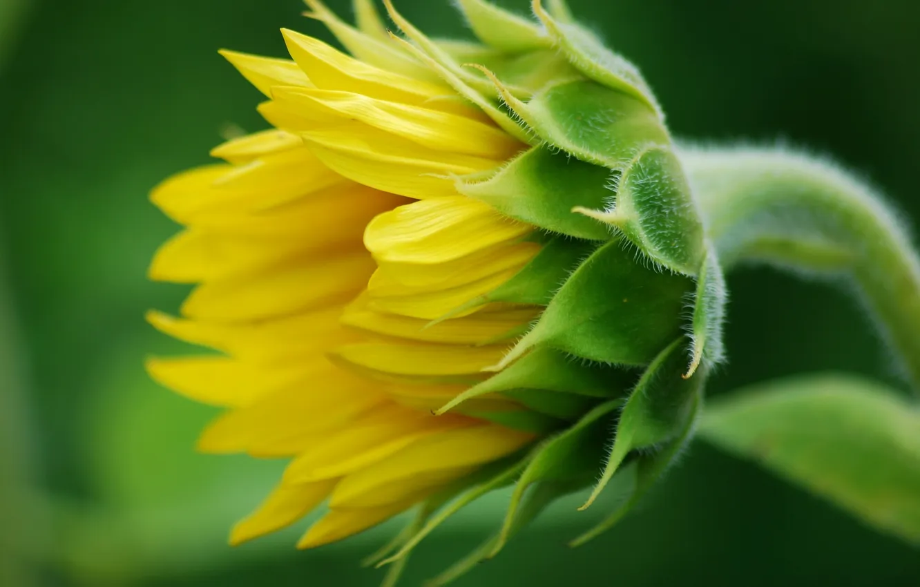 Photo wallpaper macro, sunflowers, petals