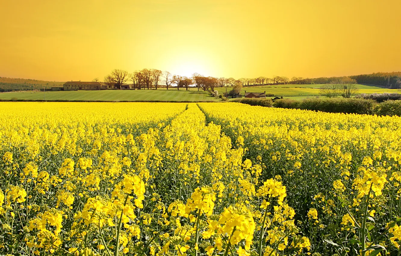 Photo wallpaper field, spring, flowering, rape