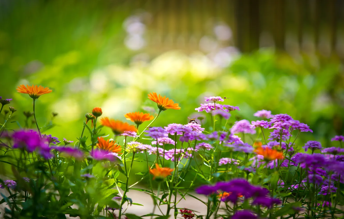 Photo wallpaper greens, macro, flowers, background, garden, colorful