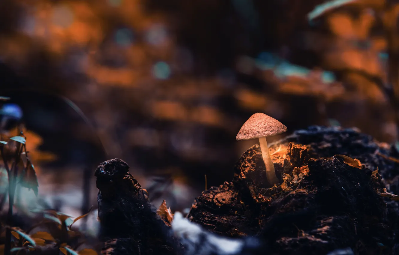 Photo wallpaper autumn, the dark background, mushrooms, stump, bokeh, toadstool, fungus