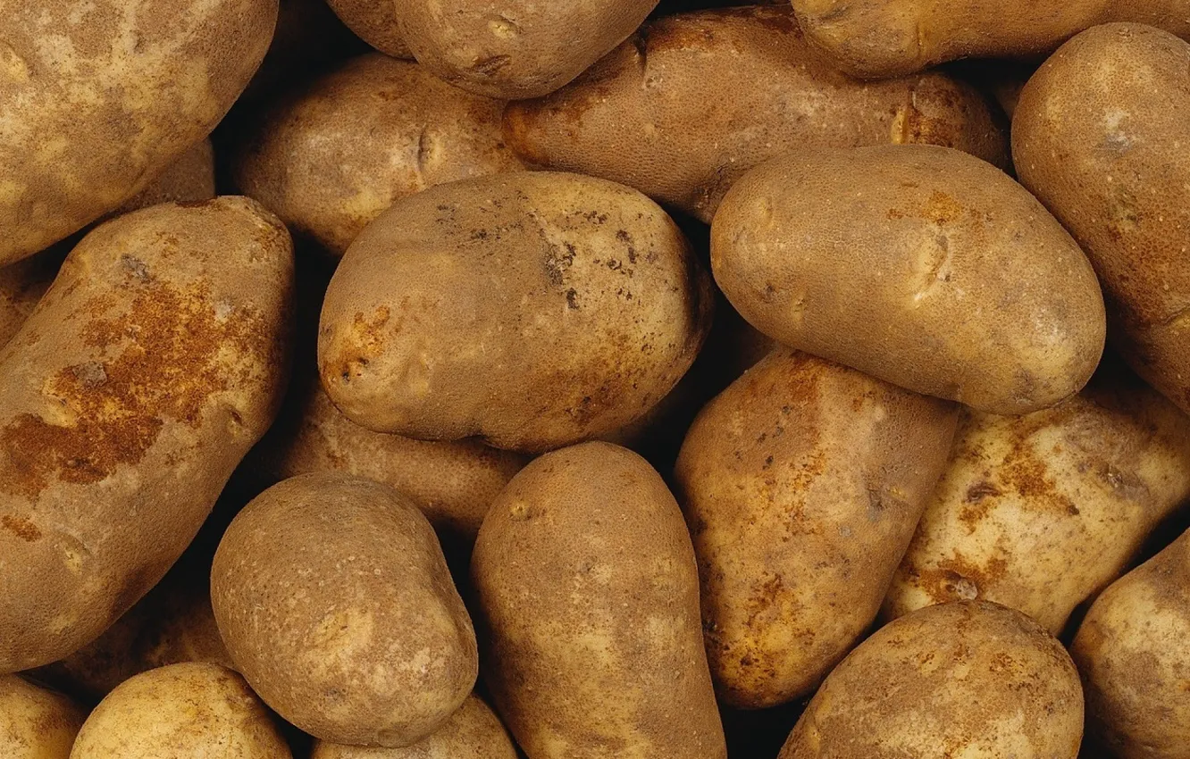 Photo wallpaper a lot, fresh, potatoes